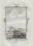 Roselet (ermine), after Buffon, 1785