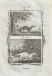 Weasel & Ermine, after Buffon, 1785