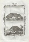 Otter, after Buffon, 1785