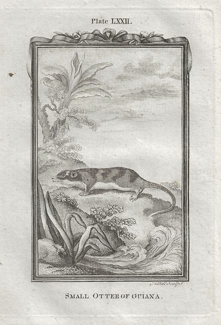 Small Otter of Guiana, after Buffon, 1785
