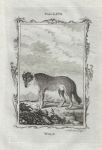 Wolf, after Buffon, 1785