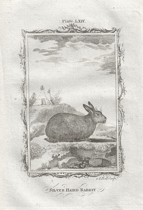 Silver Haired Rabbit, after Buffon, 1785