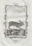 Hare, after Buffon, 1785