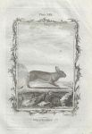 Wild Rabbit, after Buffon, 1785