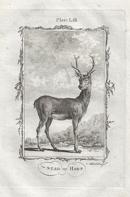 Stag or Hart, after Buffon, 1785