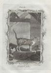 Spanish Cat, after Buffon, 1785