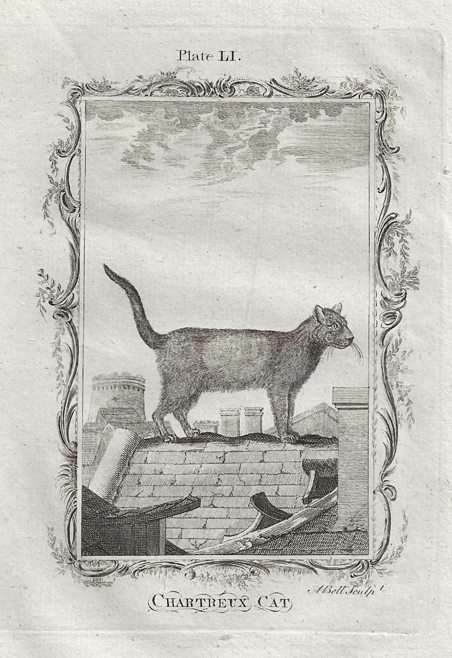 Chartreux Cat, after Buffon, 1785