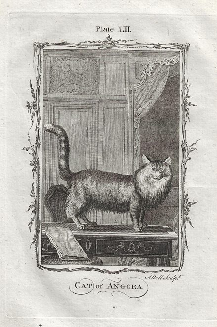 Angora Cat, after Buffon, 1785