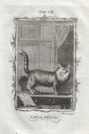 Angora Cat, after Buffon, 1785