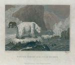 Polar Bear & seals, 1807