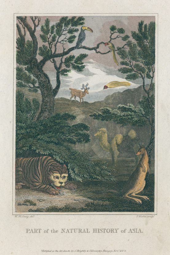 Tiger, Camel, Kangaroo etc., 1807