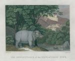 Africa, Hippopotamus of the Cape of Good Hope, 1807
