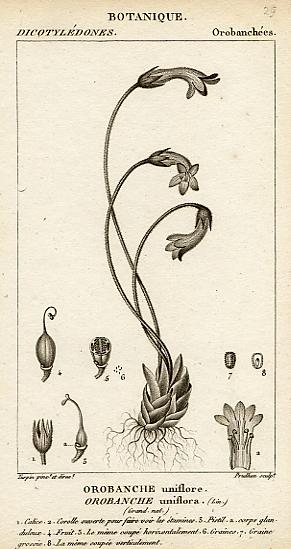 Botanical, Orobanche uniflora, (naked broomrape), 1829
