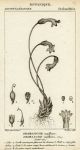 Botanical, Orobanche uniflora, (naked broomrape), 1829