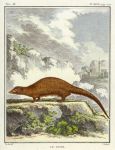 Mongoose, Buffon's Natural History, 1780