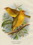 Finches, Saffron Finch, 1899