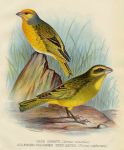 Finches, Cape Canary & Sulphur-Coloured Seed-Eater, 1899