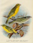Finches, St.Helena Seed-Eater & Green Singing-Finch, 1899