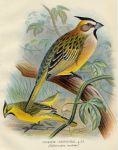 Finches, Green Cardinal, 1899