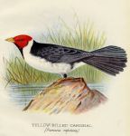 Finches, Yellow-Billed Cardinal, 1899