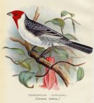 Finches, Dominican Cardinal, 1899