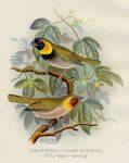 Finches, Melodious or Cuba Finch, 1899