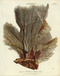 Gorgonia Flabellum (Venus's Fan), 1806