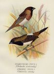 Sharp-Tailed & Striated Finches, 1899