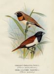 Chestnut-Breasted Finch & Three-Coloured Mannikin, 1899