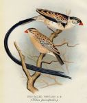 Pin-Tailed Whydah, 1899