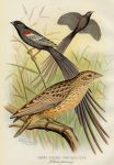 Long-Tailed Whydah, 1899