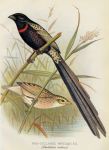 Red-Collared Whydah, 1899