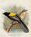 Yellow-Backed Whydah, 1899