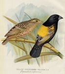 Yellow-Shouldered Weaver, 1899