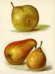 Pears, by Miss May Rivers, 1894