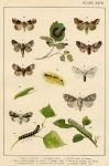 Butterflies & Moths, published about 1900