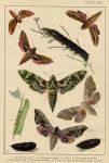 Butterflies & Moths, published about 1900