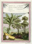 West Indies, various fruits, 1760