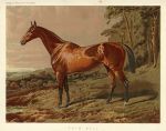 Racehorse, Fair Nell, 1885