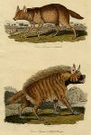Jackal & Striped Hyena, 1808