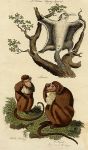 Flying Squirrel & monkeys, 1812