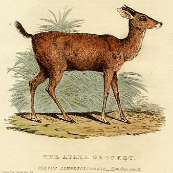 Apara Brocket, 1826