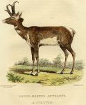 Prong-Horned Antelope, 1826