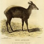 Bush Antelope, 1826
