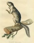 Clark's Squirrel, 1825