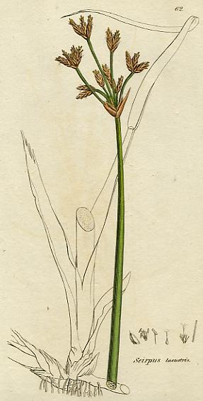 Scirpus lacustris, botanical print by Sowerby, about 1810