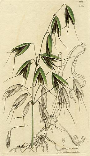 Avena fatua, botanical print by Sowerby, 1810