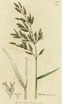 Festuca pratensis, botanical print by Sowerby, 1806