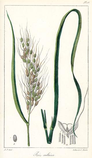 Rice (Riz Cultive), French botanical, about 1840