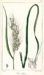 Rice (Riz Cultive), French botanical, about 1840